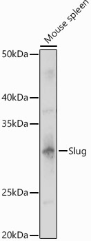 Slug Rabbit Polyclonal Antibody