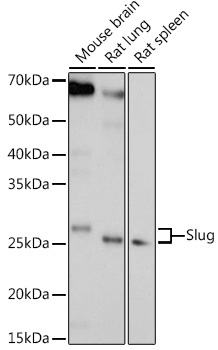 Slug Rabbit Polyclonal Antibody