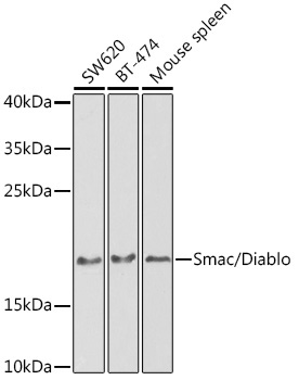 Smac/Diablo Rabbit Polyclonal Antibody