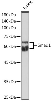 Smad1 Rabbit Polyclonal Antibody