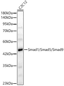 Smad1/Smad5/Smad9 Rabbit Polyclonal Antibody