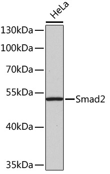 Smad2 Rabbit Polyclonal Antibody