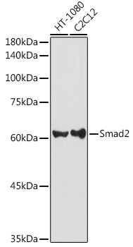 Smad2 Rabbit Polyclonal Antibody