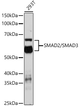 SMAD2/SMAD3 Rabbit Polyclonal Antibody