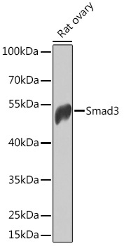 Smad3 Rabbit Polyclonal Antibody