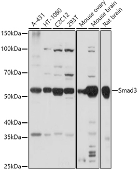 Smad3 Rabbit Polyclonal Antibody