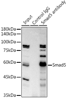 Smad5 Rabbit Monoclonal Antibody - Image 3