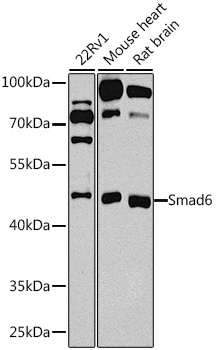 Smad6 Rabbit Polyclonal Antibody