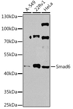 Smad6 Rabbit Polyclonal Antibody