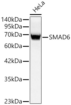 Smad6 Rabbit Polyclonal Antibody