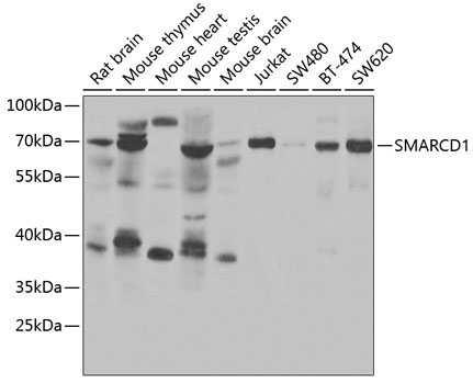 SMARCD1 Rabbit Polyclonal Antibody