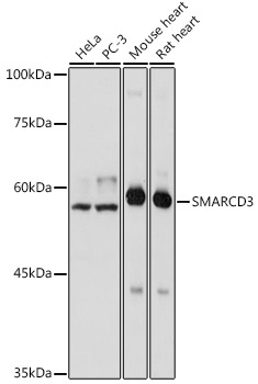 SMARCD3 Rabbit Polyclonal Antibody