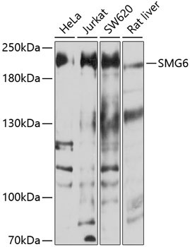 SMG6 Rabbit Polyclonal Antibody
