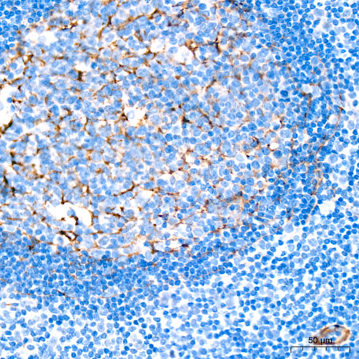 SMMHC/MYH11 Rabbit Monoclonal Antibody - Image 7