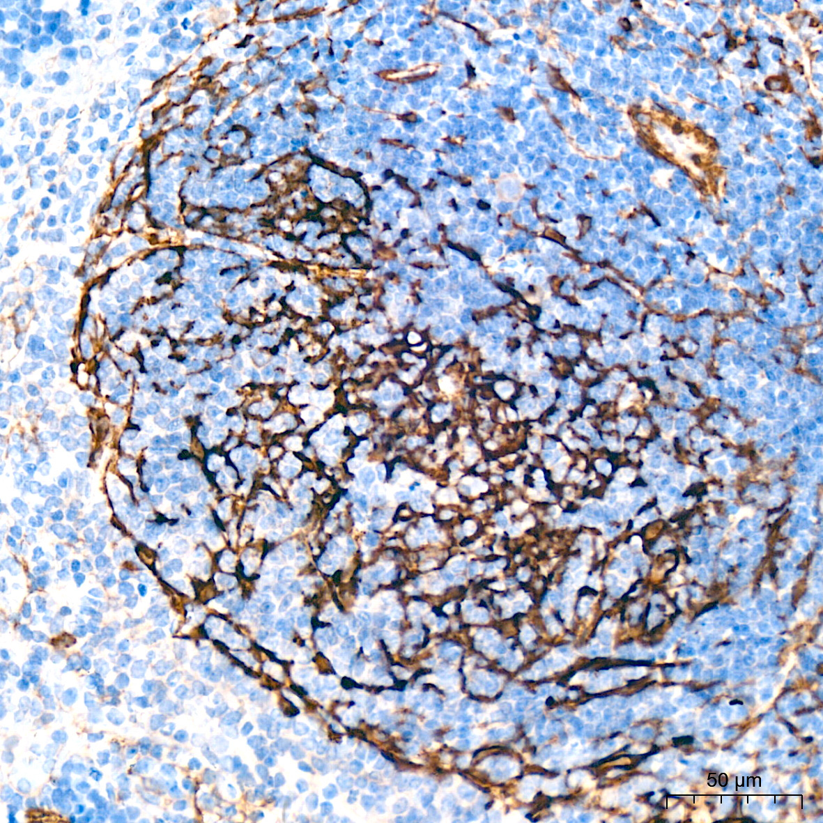 SMMHC/MYH11 Rabbit Monoclonal Antibody - Image 8