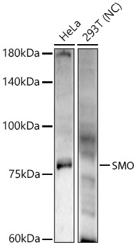 SMO Rabbit Polyclonal Antibody