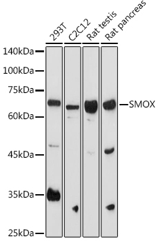 SMOX Rabbit Polyclonal Antibody