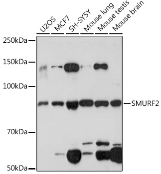 SMURF2 Rabbit Monoclonal Antibody
