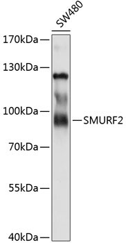 SMURF2 Rabbit Polyclonal Antibody