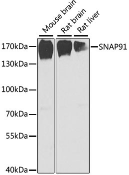 SNAP91 Rabbit Polyclonal Antibody