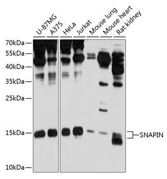 SNAPIN Rabbit Polyclonal Antibody