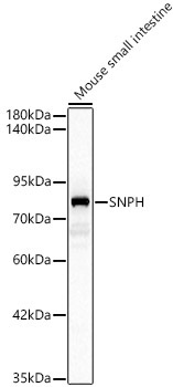 SNPH Rabbit Polyclonal Antibody