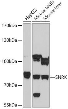 SNRK Rabbit Polyclonal Antibody