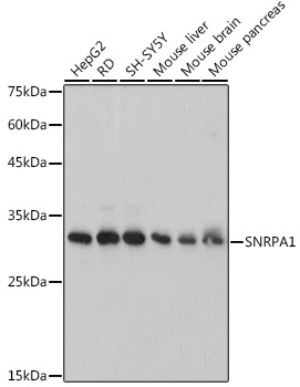SNRPA1 Rabbit Monoclonal Antibody