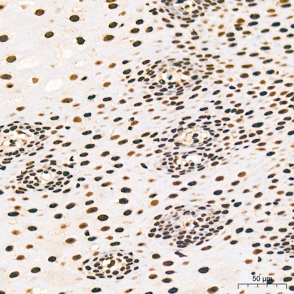 SNRPA1 Rabbit Monoclonal Antibody - Image 3
