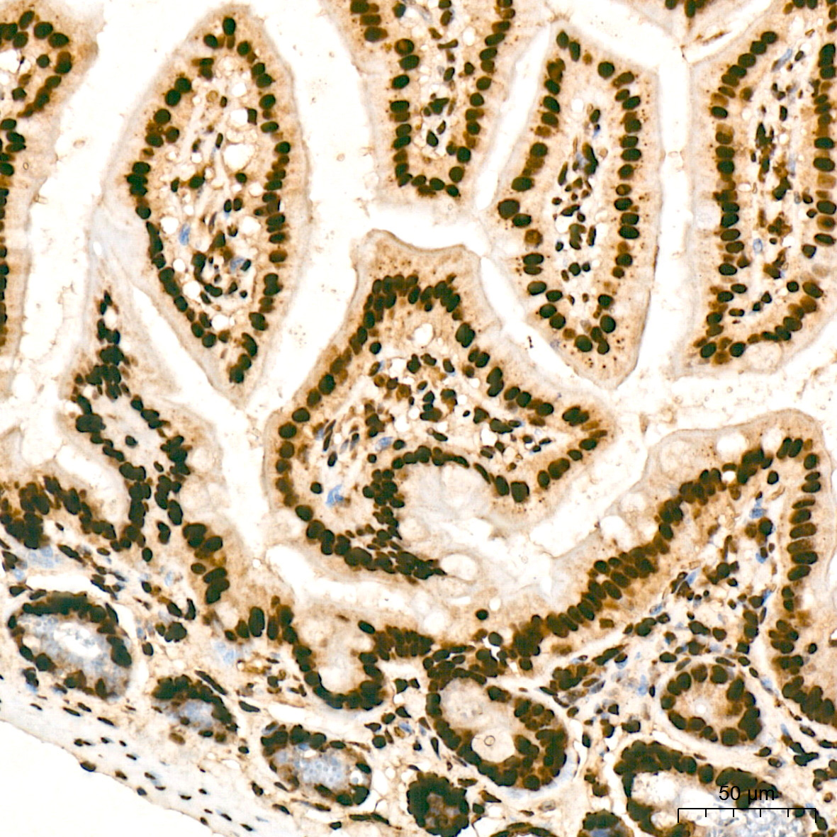 SNRPA1 Rabbit Monoclonal Antibody - Image 4