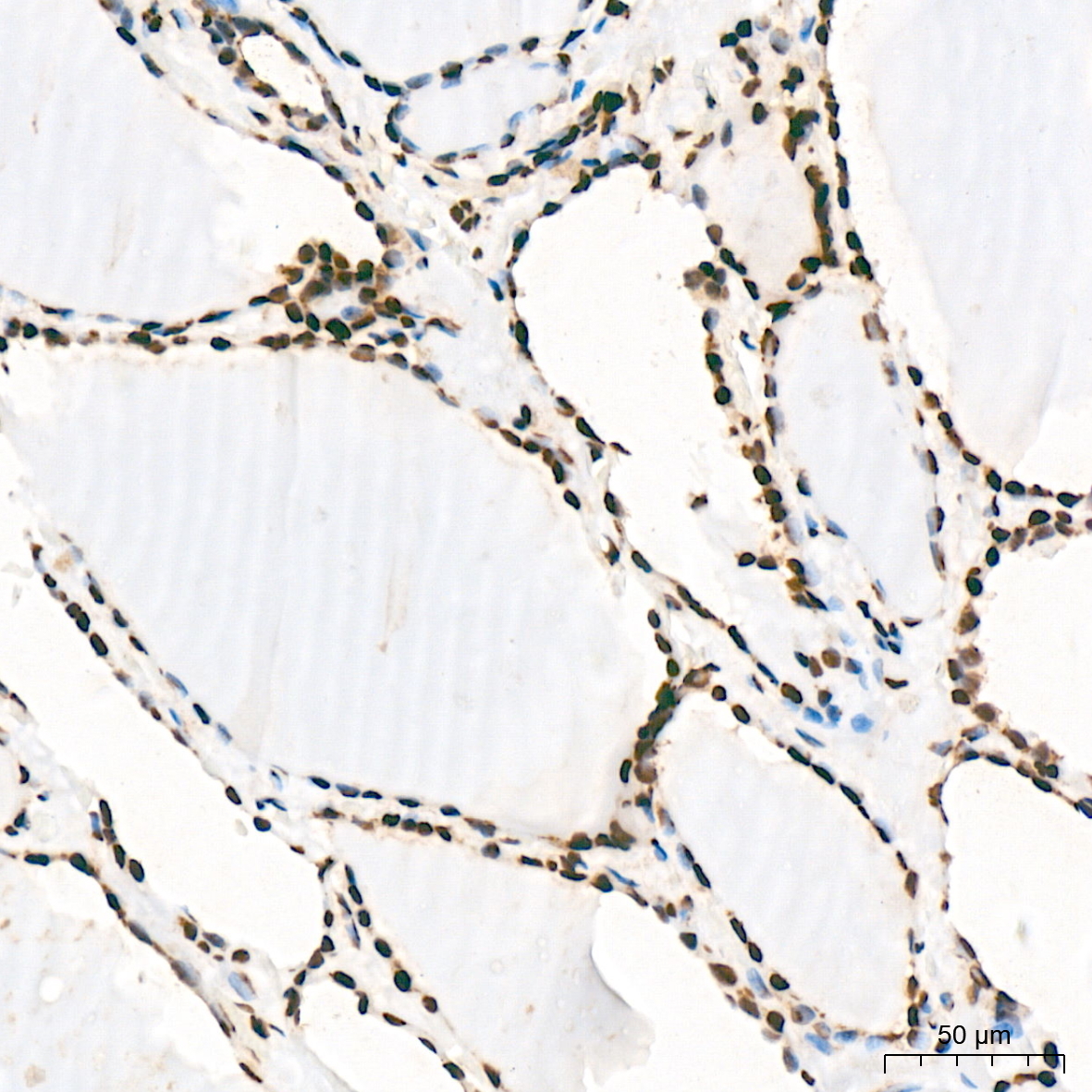 SNRPA1 Rabbit Monoclonal Antibody - Image 5