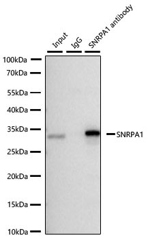 SNRPA1 Rabbit Monoclonal Antibody - Image 7