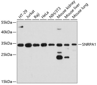 SNRPA1 Rabbit Polyclonal Antibody