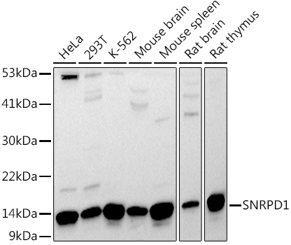 SNRPD1 Rabbit Polyclonal Antibody