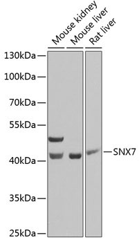 SNX7 Rabbit Polyclonal Antibody