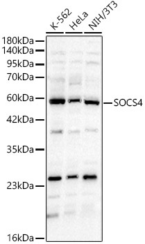 SOCS4 Rabbit Polyclonal Antibody