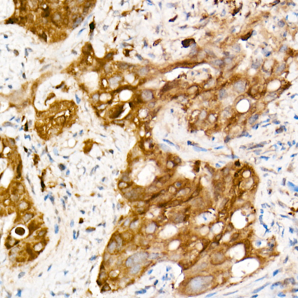 SOD1 Rabbit Monoclonal Antibody