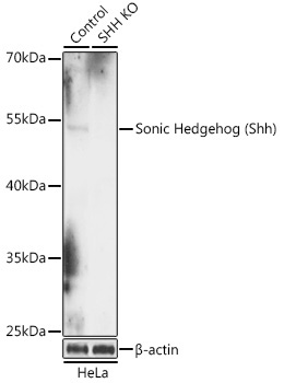 Sonic Hedgehog (Shh) Rabbit Polyclonal Antibody