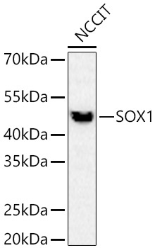 SOX1 Rabbit Monoclonal Antibody