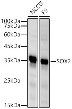 SOX2 Rabbit Polyclonal Antibody