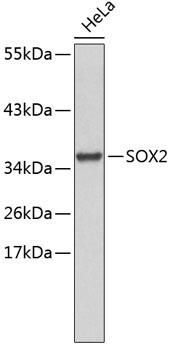 SOX2 Rabbit Polyclonal Antibody