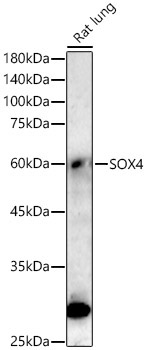 SOX4 Rabbit Monoclonal Antibody