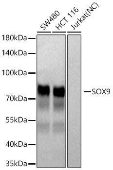 SOX9 Rabbit Monoclonal Antibody