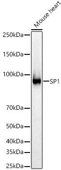 SP1 Rabbit Polyclonal Antibody