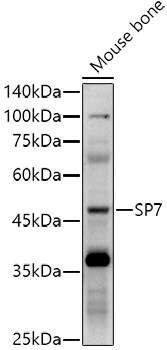 SP7 Rabbit Polyclonal Antibody - Image 2