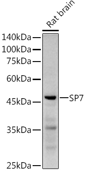 SP7 Rabbit Polyclonal Antibody - Image 3