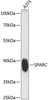 SPARC Rabbit Polyclonal Antibody