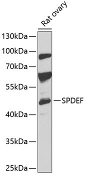 SPDEF Rabbit Polyclonal Antibody
