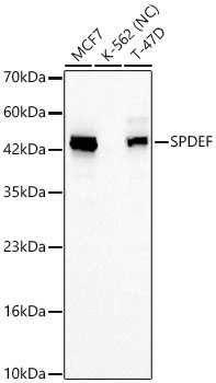 SPDEF Rabbit Polyclonal Antibody