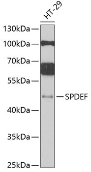 SPDEF Rabbit Polyclonal Antibody